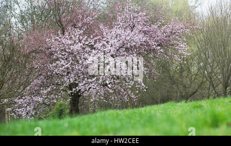 Prunus Pandora. Pandora-Kirsche. Japanische Kirschbaum Blüte Blüte Anfang März. UK Stockfoto