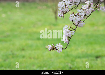 Prunus Pandora. Pandora-Kirsche. Japanische Kirschbaum Blüte Blüte Anfang März. UK Stockfoto