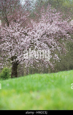 Prunus Pandora. Pandora-Kirsche. Japanische Kirschbaum Blüte Blüte Anfang März. UK Stockfoto