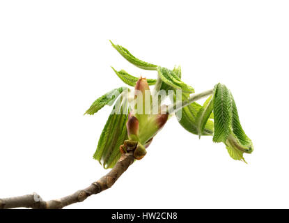 Zweige der Rosskastanie Baum (Aesculus Hippocastanum) mit jungen Blättern im Frühjahr. Isoliert auf weißem Hintergrund. Stockfoto