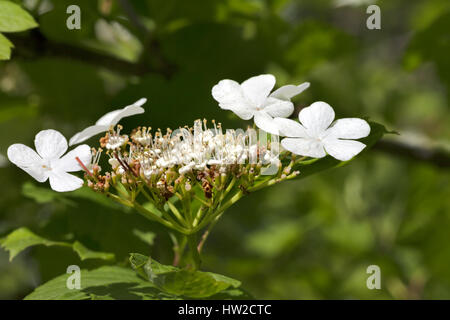 Blühende Frühlingszweige von Viburnum Opulus (Guelder-Rose) mit jungen Blätter und Blume Stockfoto