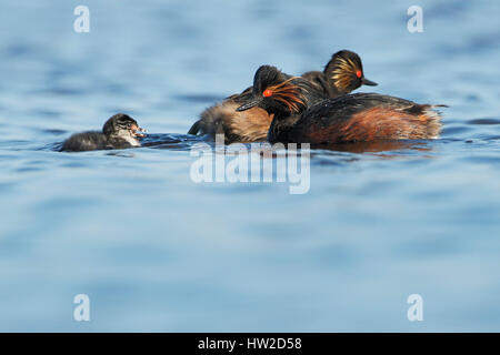 Schwarzhalstaucher (Podiceps Nigricollis) Schwimmen im Wasser mit Küken, die Niederlande Stockfoto