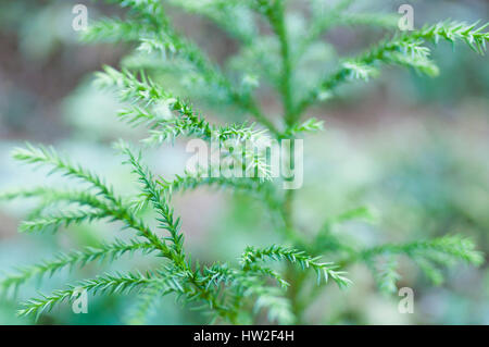 Junge japanische Zeder, Dorf Hinohara, Tokyo, Japan Stockfoto