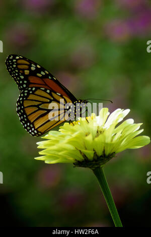 Monaarch Schmetterling, (Danaus Plexippus), Stockfoto
