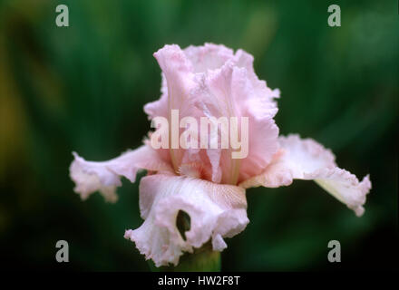 Iris Germanica "Beverly Sills" Stockfoto