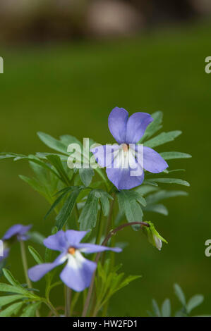 Viola Pedata, Birdstooth, violett, Stockfoto