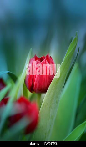 Schöne rote Blumen Tulpen in Nahaufnahme fotografiert Stockfoto