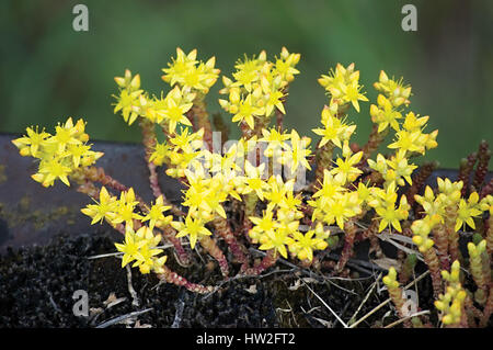 Mauerpfeffer (Sedum Acre L.) beißen Detaillierte Nahaufnahme Stockfoto