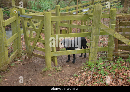 Schwarzer Labrador Retriever warten darauf, durch ein küssen Tor auf einem Fußweg zu lassen Stockfoto