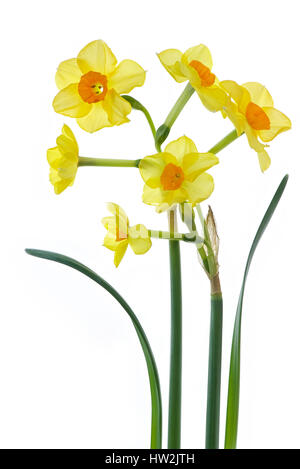 Frühling gelbe Narzissen - Narcissus Blumen genommen vor einem weißen Hintergrund. Stockfoto
