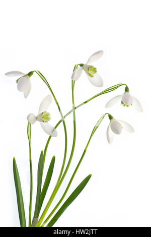 Ein High-Key, Nahaufnahme Bild des weißen zarten Frühling Blüten Galanthus Nivalis auch bekannt als gemeinsame Schneeglöckchen, gegen einen weißen Hintergrund. Stockfoto