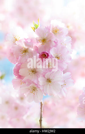 Nahaufnahme der zarte, weiche rosa Blüten von Prunus 'Accolade' - Prunus ' Accolade, ein Frühling Blüte Zierbaum. Stockfoto