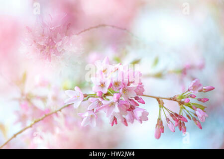 Prunus × Subhirtella 'Autumnalis Rosea' rosa Kirschblüte Blüten blass, einem weichen Hintergrund genommen. Stockfoto