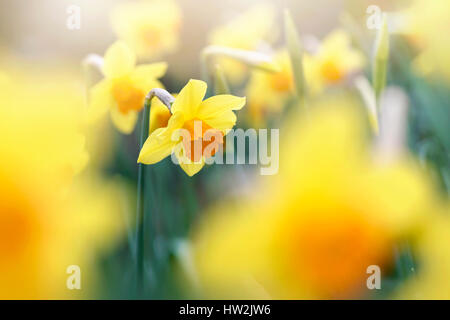 Nahaufnahme der schönen Frühling Blüte, gelbe Narzisse Blüte auch bekannt als Narcissus, gegen einen weichen Hintergrund Stockfoto