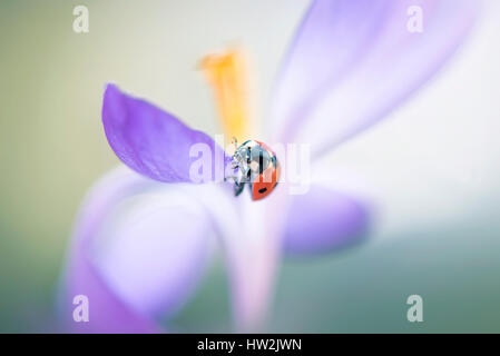 Ein sieben spot Ladybird - Coccinella-Septempunctata ruht auf dem Blütenblatt eine Frühlingsblume Blüte lila Crocus. Stockfoto