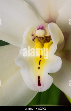 Nahaufnahme von einer weißen Cymbidium Orchidee Blume Stockfoto