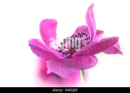 Close-up, High-Key-Bild von die schöne Anemone Coronaria De Caen rosa Blume, auch bekannt als die Windflower genommen vor einem weißen Hintergrund. Stockfoto