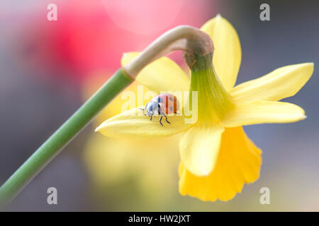 Ein 7-Punkt Marienkäfer - Coccinella 7-Trommler, auf eine gelb, Frühling blühenden Narzissen - Narcissus Blume. Stockfoto