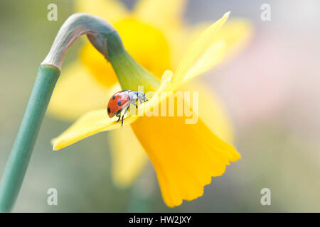 Ein 7-Punkt Marienkäfer - Coccinella 7-Trommler, auf eine gelb, Frühling blühenden Narzissen - Narcissus Blume. Stockfoto