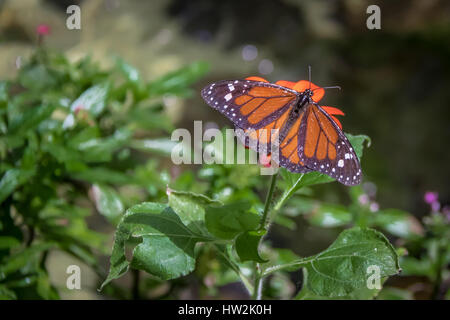 Monarchschmetterling (Danaus plexippus) auf Orangenblüte Stockfoto