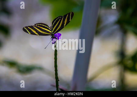 Zebra-Langflügel-Schmetterling (Heliconius charithonia) auf einer purpurnen Blume Stockfoto