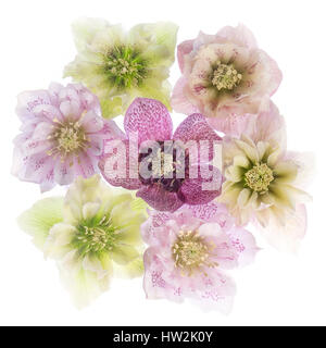 Ein High-Key, Studio Bild der zarten und bunten Nieswurz Blumen auch bekannt als Fastenzeit Rosen gegen einen weißen Hintergrund. Stockfoto