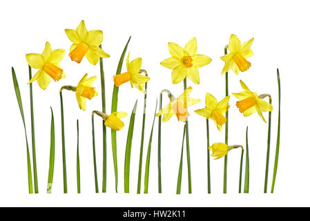 High Key kreative Bild von den schönen Frühling Blüte, gelbe Narzisse Blumen auch bekannt als Narziss, vor einem weißen Hintergrund. Stockfoto