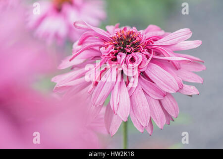 Die schöne Echinacea Purpurea "Rosa Pudel" Doppel-blühenden Sonnenhut. Stockfoto