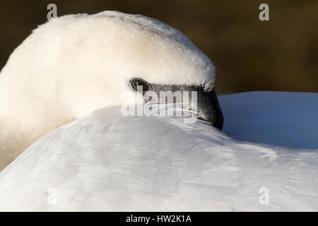 Tierwelt: Höckerschwan mit seinem Kopf in seine Flügel versteckt. (Cygnus Olor) Stockfoto