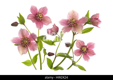 High-Key-Bild der schönen Frühlingsblumen der Helleborus "TuTu" auch bekannt als die Fastenzeit Rose, gegen einen weißen Hintergrund Stockfoto