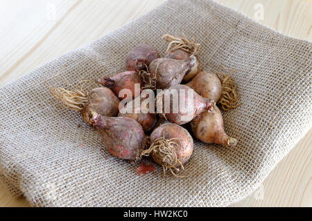 Traditionelle wild essen rohen Kochen Stockfoto