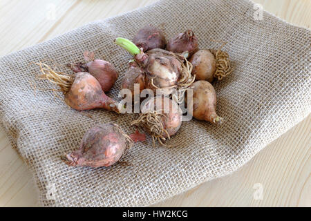 Traditionelle wild essen rohen Kochen Stockfoto