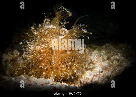 Eine behaarte oder gekerbter Anglerfisch - Wellen Antenarius Striatus seinen Köder beim Angeln auf seine Beute. Genommen mit ein Tubus im Nationalpark Komodo, Indonesien. Stockfoto