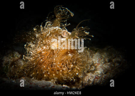 Eine behaarte oder gekerbter Anglerfisch - Wellen Antenarius Striatus seinen Köder beim Angeln auf seine Beute. Genommen mit ein Tubus im Nationalpark Komodo, Indonesien. Stockfoto