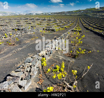 Kanarische Inseln-Weinberge Stockfoto