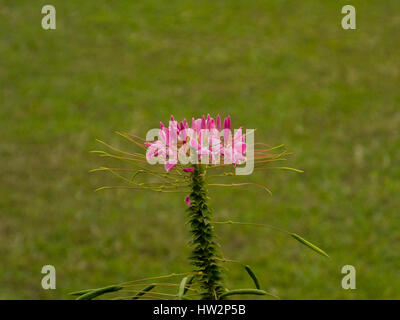 Blume Cleome Serrulata als Rocky Mountain Bee Pflanze/Biene Unkraut Stockfoto