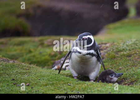 Erwachsenen Magellanic Penguin (Spheniscus Magellanicus) mit einer fast ausgewachsenen Küken neben seiner Burrow auf Bleaker Island in den Falkland-Inseln. Stockfoto