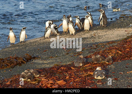 Magellan-Pinguine (Spheniscus Magellanicus) und Falkland-Dampfschiffenten (Tachyeres Brachypterus) an einem Strand auf Bleaker Island in den Falkland-Inseln Stockfoto