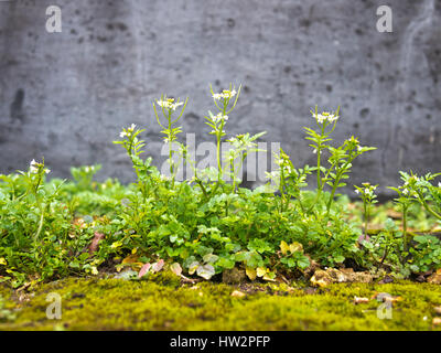 Cardamine Hirsuta. Das Unkraut. Behaarte Schaumkraut. Stockfoto