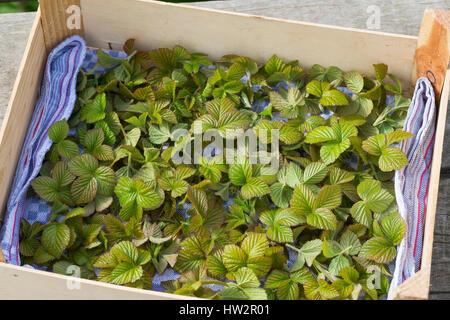 Brombeer-Blätter, Brombeerblätter, Ernte, Ernten, Sammeln in Einer Kiste, Brombeere, echten Brombeere, Blatt, Blätter, Rubus Fruticosus Agg., Rubus sec Stockfoto