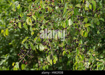 Felsen-ueberzeugt, Steinweichsel, Felsenkirsche, Stein-Weichsel, Frucht, Früchte, Prunus Mahaleb, Sy Cerasus Mahaleb, Mahaleb Kirsche, Kirsche, St Lucie Stockfoto