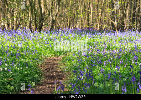 Teppich von englischen Bluebells Hyacinthoides non-scripta (Endymion non-scriptus) mit Pfad im Ham Street Woods National Nature Reserve, Hamstreet, großbritannien Stockfoto