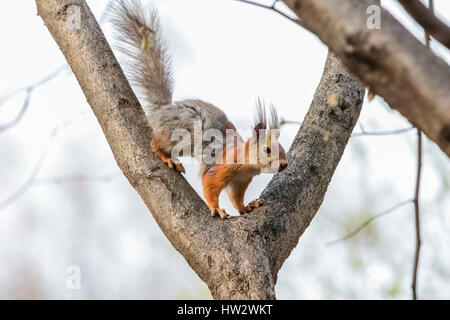 Europäische Eichhörnchen, eurasische Eichhörnchen (Sciurus Vulgaris) Ersatz der Winter Wolle im Frühjahr. Stockfoto
