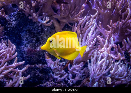 Gelbe Tang (Zebrasoma Flavescens) Stockfoto