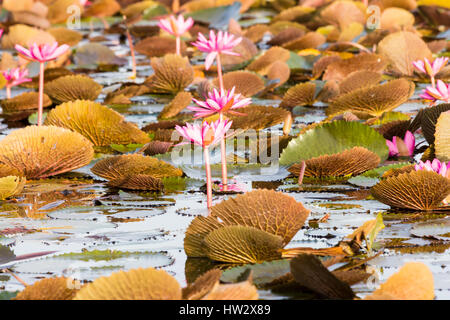 Lotusblumen auf Thale Noi See, Phatthalung, Thailand Stockfoto