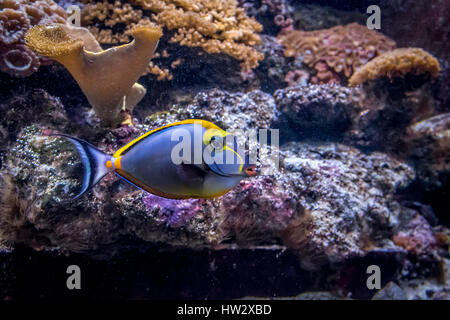 Tropische Fische Naso Tang (Naso Lituratus) Stockfoto