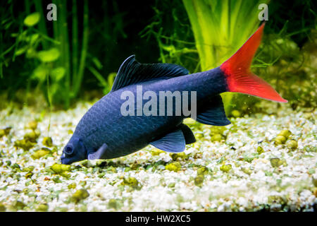 Red-tailed black Shark (Epalzeorhynchos bicolor; Labeo bicolor) Stockfoto