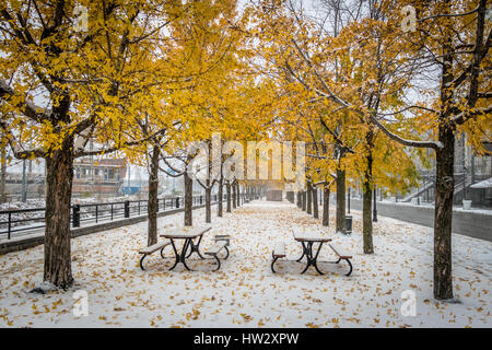 Gehweg auf den ersten Schnee mit gelben Blätter fallen von Bäumen - Montreal, Quebec, Kanada Stockfoto