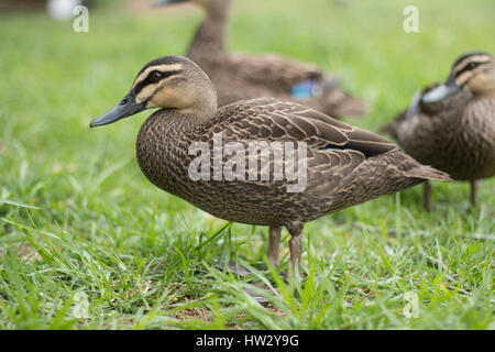 Pazifische schwarze Ente in der Nähe von Oz Teich. Stockfoto