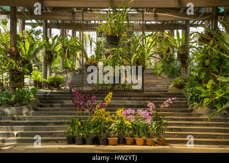 Orchid Garden, Kuala Lumpur, Malaysia Stockfoto